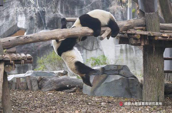 這年頭，沒點才藝還不能當國寶了？