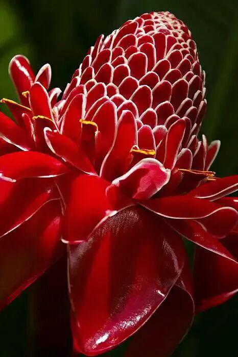 美麗的瓷玫瑰～獻給2022年元旦