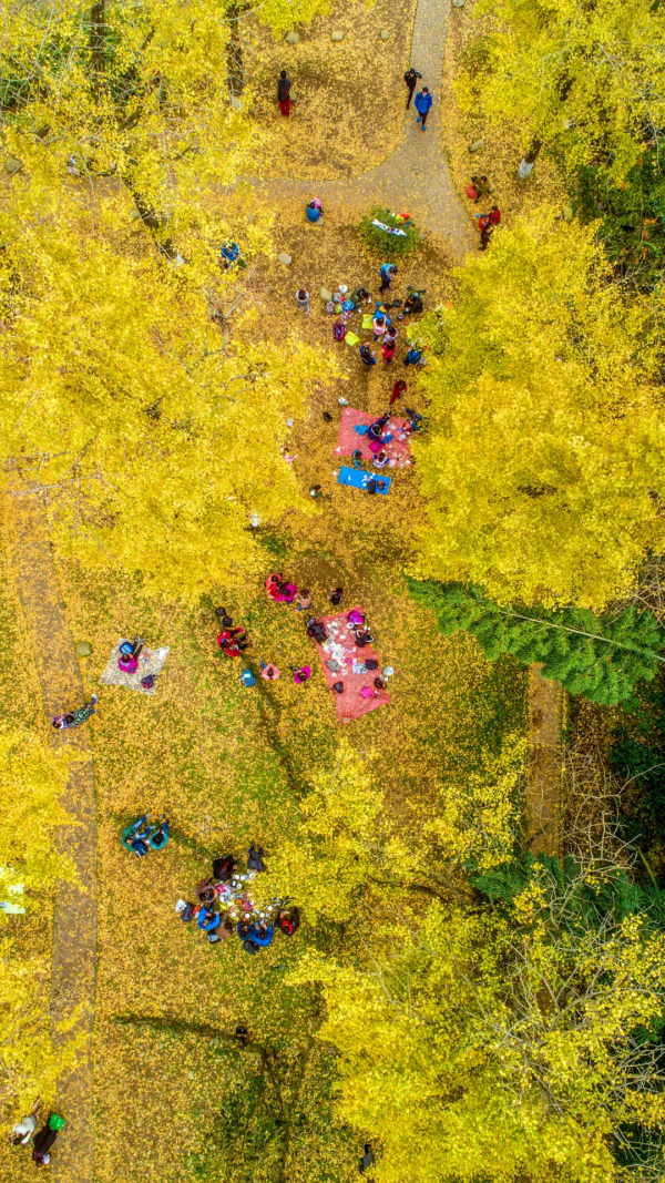 3萬株銀杏林把秋意渲染至極，第一眼就心動了