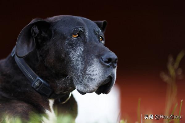 回憶蹦出:我為什麼不喜歡吃豬肉 回憶蹦出:我為什麼不喜歡吃豬肉