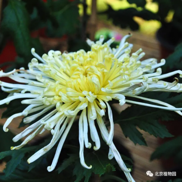 橙黃橘綠時,與您共相約 橙黃橘綠時,與您共相約