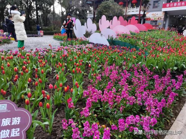 寒冬花展一一植物園百花爭迎春