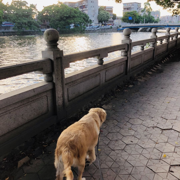 當一隻金毛闖進我的生活 當一隻金毛闖進我的生活