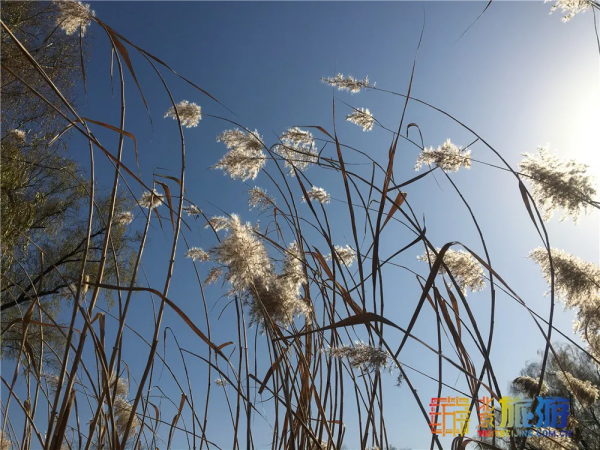 唯美浪漫！京城這個公園的水杉還紅著，錯過等明年~【送年票】