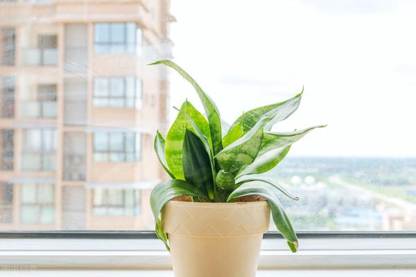 6種花，勤快的人養不好，扔盆裡不管一直髮新芽