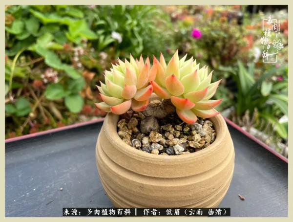 正是花好月圓時，再訪楊姐的屋頂花園