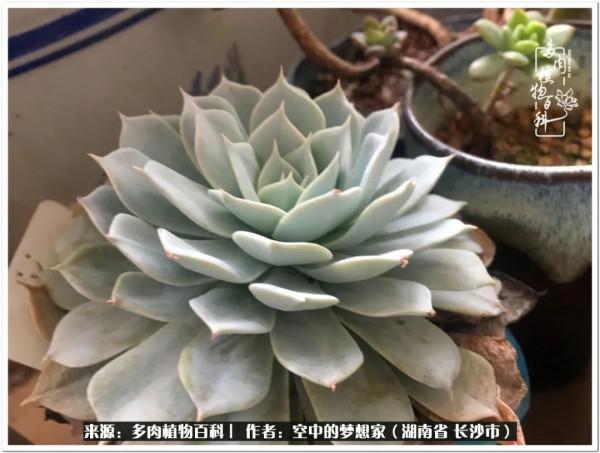 北陽臺黨，也有個多肉花園夢