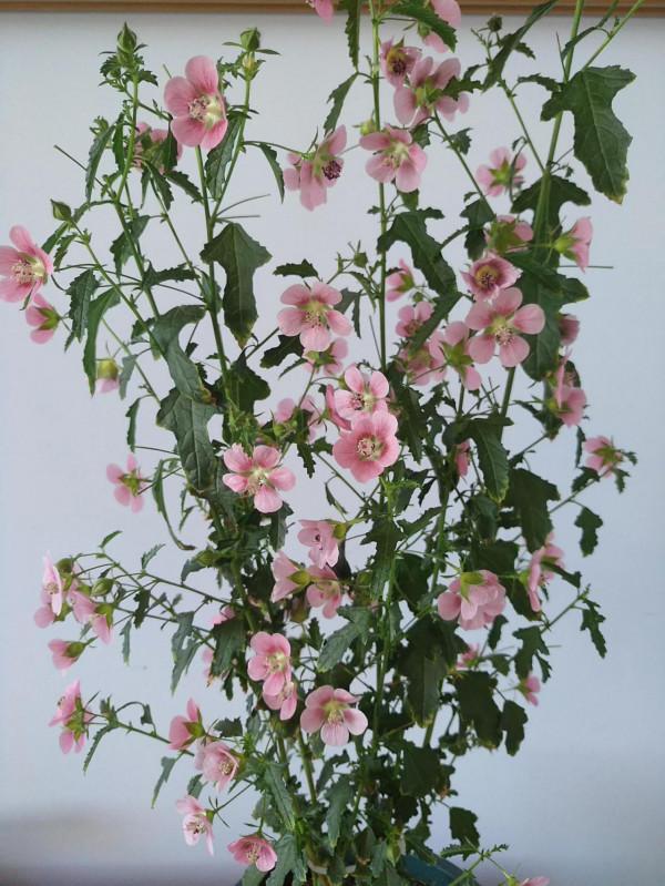 １５種既漂亮又好打理的花