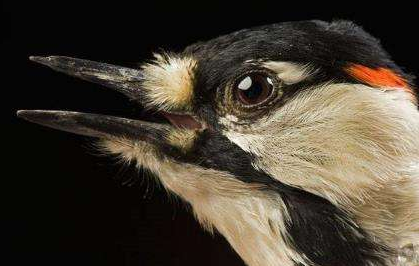 人類發展過程中的犧牲品，海濱灰雀和大海雀，是怎麼滅絕的？