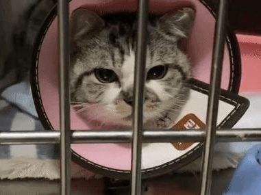 16年前，復旦大學研究生虐殺30只小貓：心煩時挖貓眼只為尋求快感