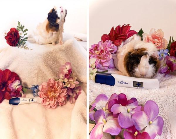 16張動物懷孕的照片,表明懷孕會增加所有動物的魅力 16張動物懷孕的照片,表明懷孕會增加所有動物的魅力