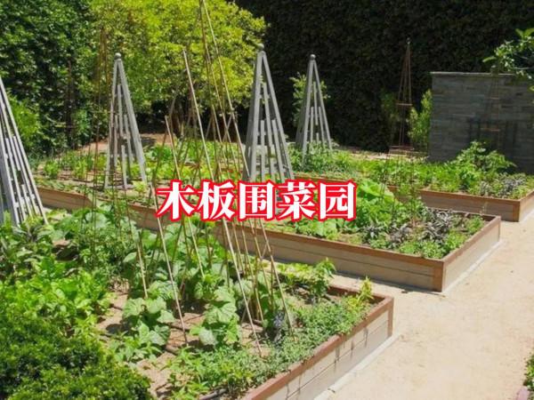 要是有個院子就好了，地面插一圈木板，圍個小菜園忙前忙後也樂意