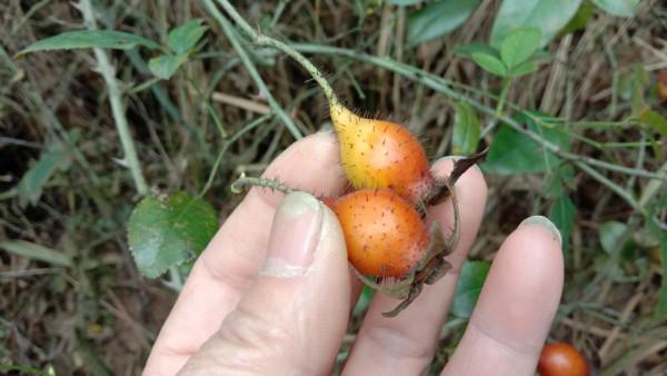 好多的金櫻子為何沒人摘，用它煮水的三大用途，好多人還不知道