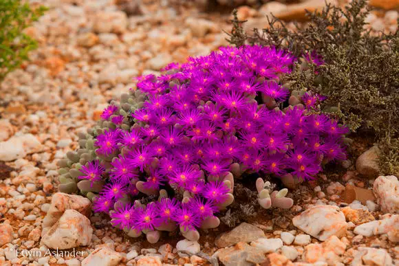 世界那麼大，多肉那麼美，我們一起去看看吧 | 南非多肉欣賞