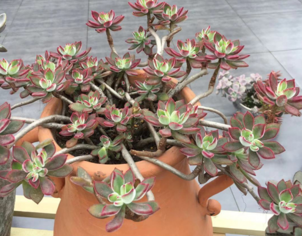 冬季養多肉,“最佳化”這4個細節,盆栽才不會出問題 冬季養多肉,“最佳化”這4個細節,盆栽才不會出問題