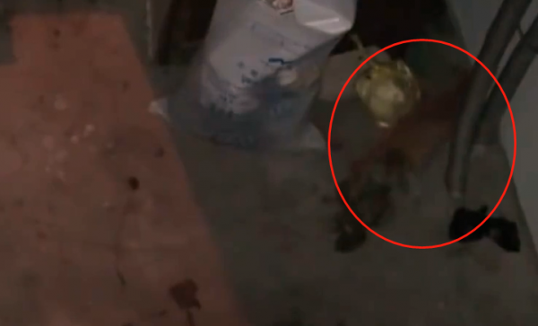 老鷹凍在湖面無法動彈,過路大叔趕緊幫忙,還有小貓咪也需要幫助 老鷹凍在湖面無法動彈,過路大叔趕緊幫忙,還有小貓咪也需要幫助