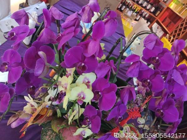 年宵花買回家，黃葉掉苞問題多，趕緊試試“急救”方法