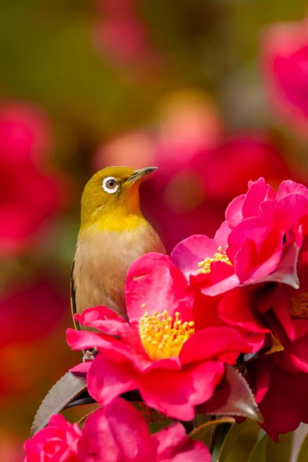 怎樣起個好名字 79 以花草樹木起名法 怎樣起個好名字 79 以花草樹木起名法