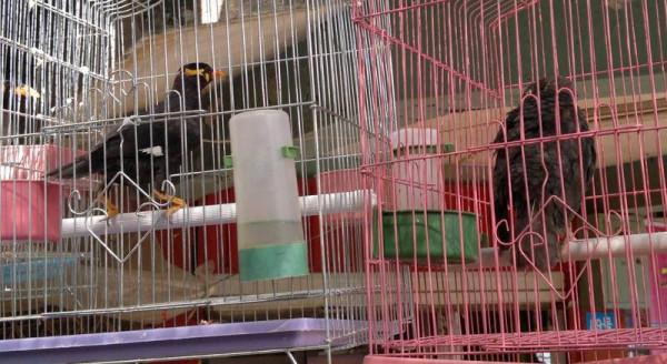 等待被交易的動物