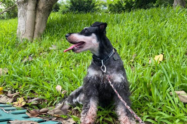 領養雪納瑞，第一次體驗“狗記仇”，如今比從小養的還親人