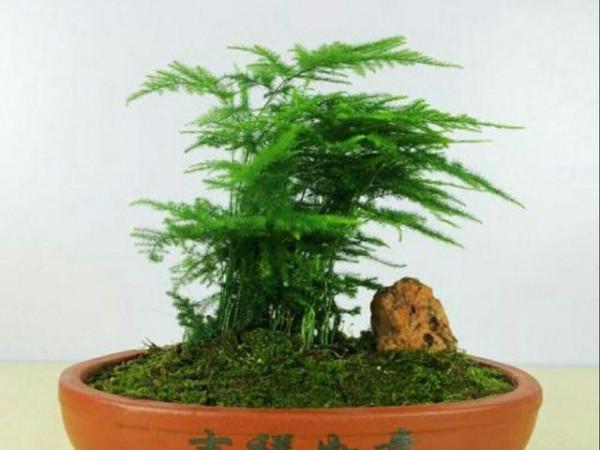 文竹養不好，是因為有“4怕”，不及時糾正，葉片就會發黃