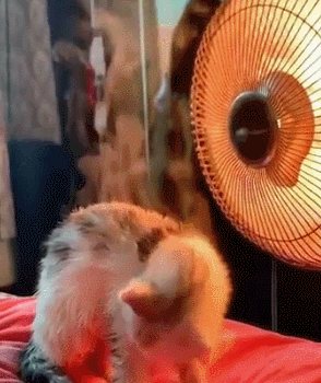 寒冬取暖也可以隨心所欲:秒新 H6 變頻暖風機深度體驗 寒冬取暖也可以隨心所欲:秒新 H6 變頻暖風機深度體驗