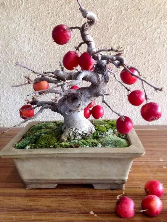 中國盆栽藝術之精品