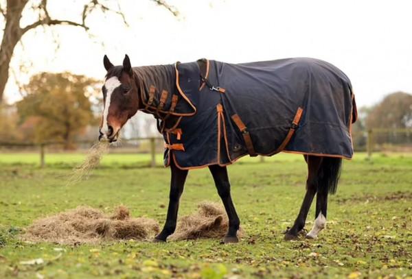 英國奶奶總覺得鄰居家的馬沒吃飽,偷餵它胡蘿蔔,直到驚動了法院 英國奶奶總覺得鄰居家的馬沒吃飽,偷餵它胡蘿蔔,直到驚動了法院