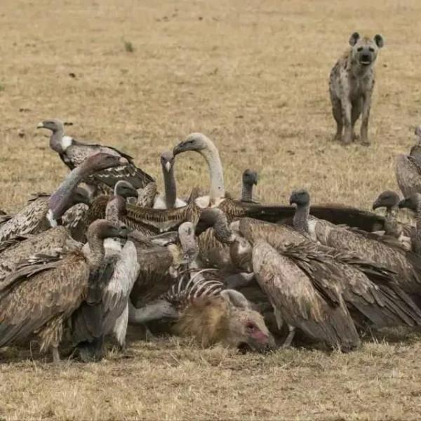 動物界奇趣瞬間抓拍，豐富多彩，異彩紛呈，難得一見，太驚豔了