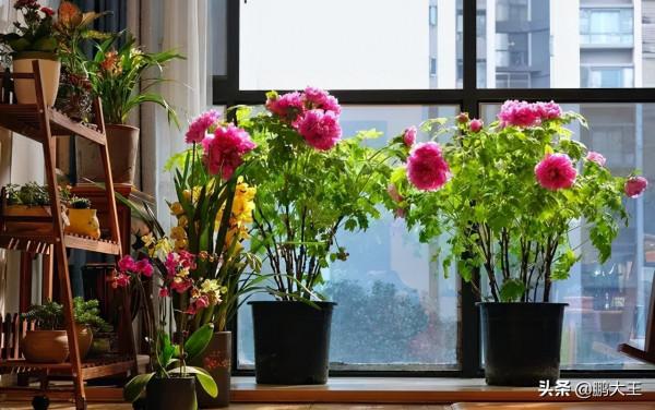 俗話說:“花旺人不旺”,你知道是什麼意思? 俗話說:“花旺人不旺”,你知道是什麼意思?