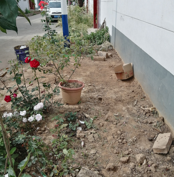 學會養護5步法，月季嗖嗖滿架爬，整面花牆太好看