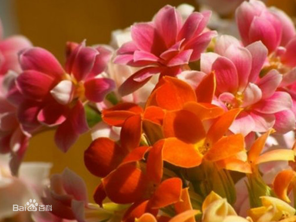 2022花開有時——正月初三 伽藍菜 大吉大利 長命百歲