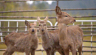 多圖預警｜鹿島公園&amp;趣玩萌寵節今日盛大開放