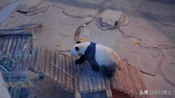 亞布力熊貓館，中國緯度較高、溫度較低的熊貓館