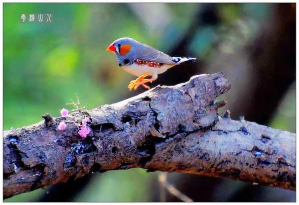 國際旅遊攝影網鳥類相簿--斑胸草雀