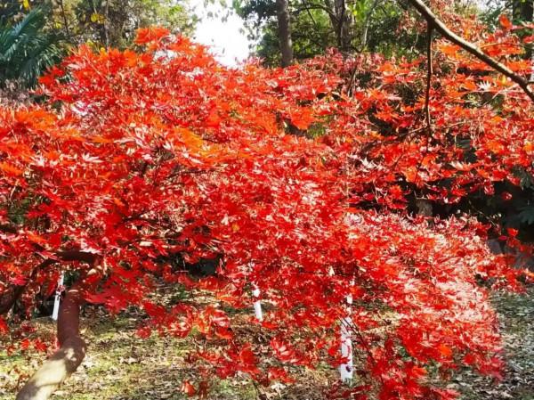 虞山公園看紅楓斑斕