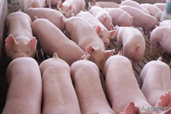 爆發流行性腹瀉後，豬場要啟動哪些有效措施來應對？