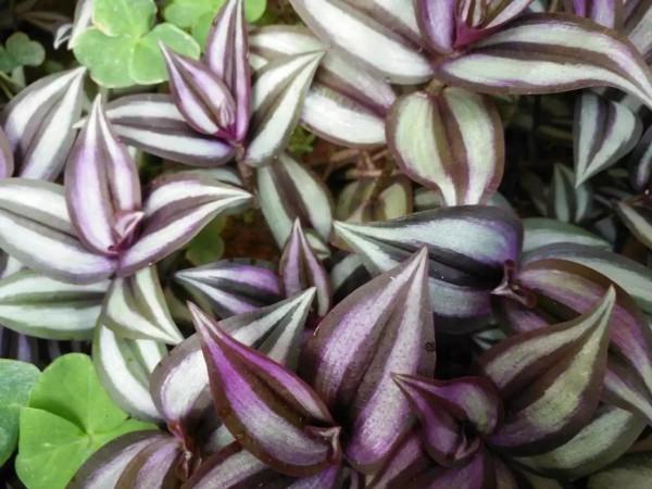 王森新哲學之：《論風度》