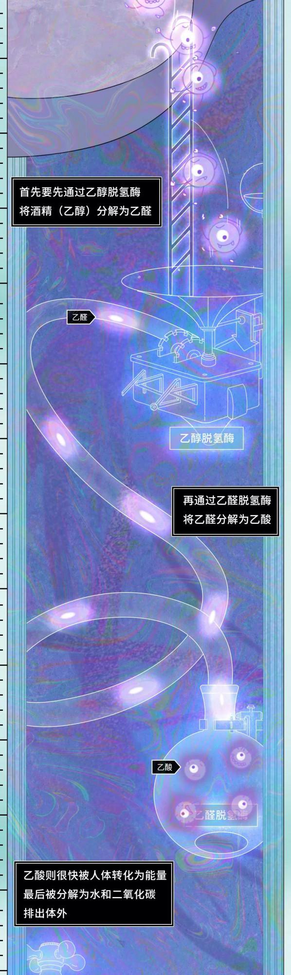 喝酒後24小時人體變化圖鑑