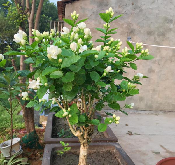 茉莉花秋末要“會養”，否則冬季黃葉落葉，春季難恢復