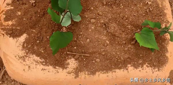 蛇皮袋種紅薯，方法簡單省事又省地方，幾個月後就能收穫一大袋