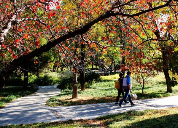 北京玉淵潭公園:深秋美景醉煞人 #秋日好時光##小生活,大財富# 北京玉淵潭公園:深秋美景醉煞人 #秋日好時光##小生活,大財富#