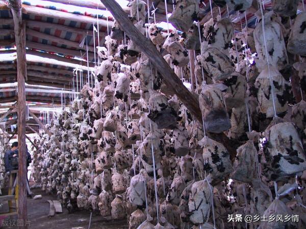 木耳種植，用代料栽培，節省了木材資源，產量高質量好