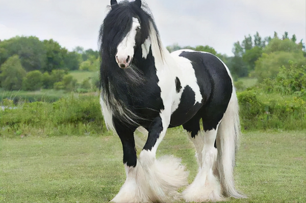 全球最貴的九種馬，價值四億的馬你見過嗎？汗血寶馬無緣榜首