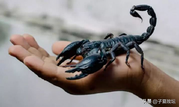 金生水,義生智,智是義的更高境界 金生水,義生智,智是義的更高境界