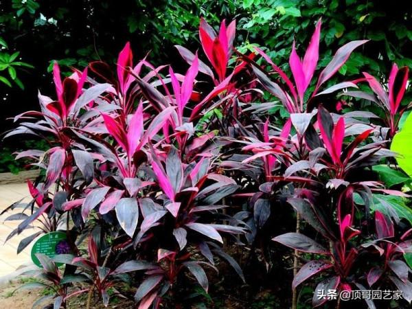 盤點15種適合庭院的彩葉植物，好看的庭院都需要一點不一樣的色彩
