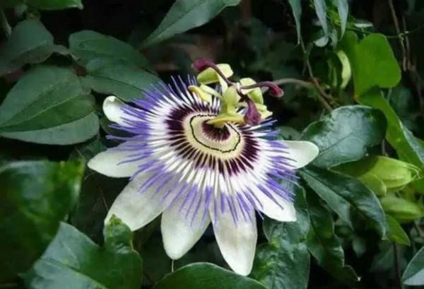 聞所未聞的雲南土著水果!你能認出幾種?一起來挑戰一下 聞所未聞的雲南土著水果!你能認出幾種?一起來挑戰一下