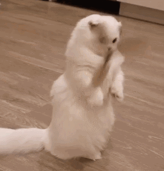 養這些貓很“燒錢”，養得起的人都很牛