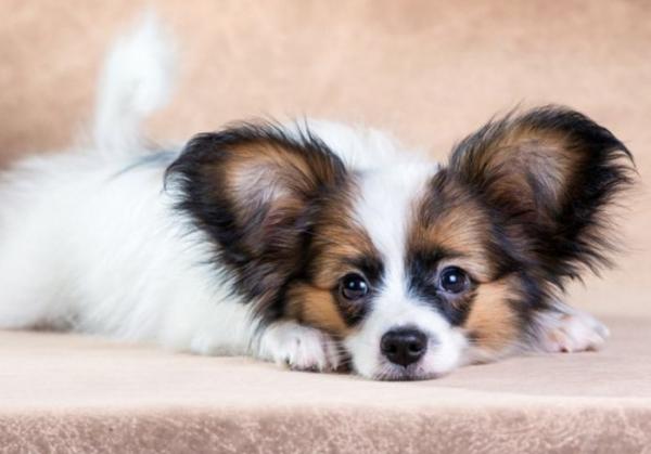 蝴蝶犬寄生蟲多不多，看有沒有這“七個表現”就清楚了