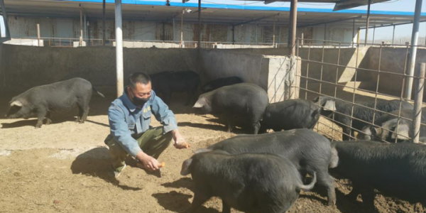 退伍老兵返鄉養黑豬，一年賣出5000萬，帶領老鄉一起走上致富路